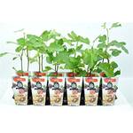 Blumen Senf Brown Turkey