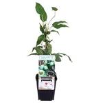 Blumen Senf Mini-Kiwi