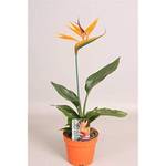 Blumen-Senf ML38