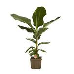 Blumen Senf Musa Dwarf Cavendish