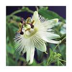 Blumen-Senf Passionsblume Constance Elli