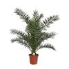 Phoenix Canariensis von Blumen Senf