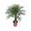 Zwerg Dattelpalme von Blumen Senf