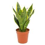 Blumen Senf Sansevieria trifasciata Futura Superba