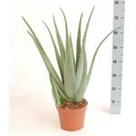Blumen Senf XXL Aloe-vera-Pflanze