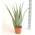 XXL Aloe-vera-Pflanze von Blumen Senf