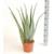 Blumen Senf XXL Aloe-vera-Pflanze