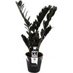 Blumen Senf Zamioculcas Raven