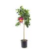 Zitronenbaum von Blumen Senf