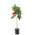 Zitronenbaum von Blumen Senf