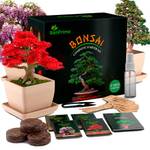 Bonsai-Starter-Kit