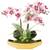 Briful Phalaenopsis Kunstorchidee