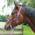 Stallhalfter von Calevo