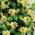 Sterjasmin Gelb von ClematisOnline