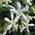 Sternjasmin von ClematisOnline