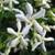 Clematisonline Sternjasmin Weiß