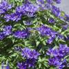 Clematis 'The President' von ClematisOnline