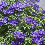 Clematisonline Clematis 'The President'