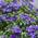 Clematis 'The President' von ClematisOnline