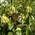 Geissblatt 'Henryi' von ClematisOnline