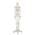 Skelett Anatomisches Modell von Elementary Anatomy