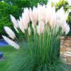 Amerikanisches Pampasgras Cortaderia von CSL Sunrise