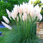 Csl sunrise Amerikanisches Pampasgras Cortaderia
