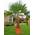Trachycarpus Fortunei Wagnerianus von CSL Sunrise