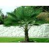 Trachycarpus Fortunei von CSL Sunrise