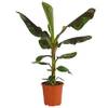 Banane Dwarf Cavendish von Dehner
