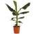 Dehner Banane Dwarf Cavendish
