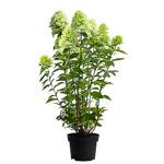 Dehner Rispen-Hortensie Limelight