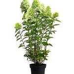 Rispenhortensie