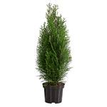 Dehner Thuja Smaragd