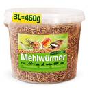 Mehlwürmer von Detox Organica