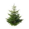 Echter Premium Weihnachtsbaum von Pille Baumschulen