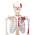 Muskelskelett von Elementary Anatomy