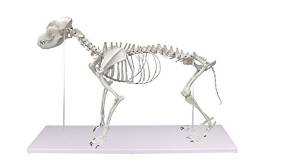 Hundeskelett