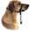 Hundehalfter von Hunter