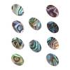 Abalone-Muschel von EXCEART