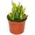 Exotenherz  Heliamphora