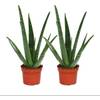 Aloe vera 09042015681 von exotenherz