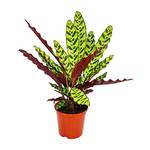 Exotenherz 78217102015