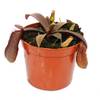 Nepenthes von exotenherz