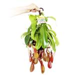 Exotenherz Nepenthes alata