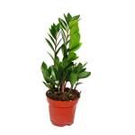 Exotenherz - Zamioculcas zamiifolia