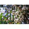Zitronen Eukalyptus von exoticsamen.com PREMIUM QUALITY SEEDS