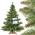 Weihnachtsbaum FT14 von FairyTrees