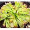 Drosera Aliciae von Fangblatt