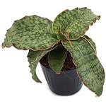 Fangblatt Sansevieria Silver Blue
